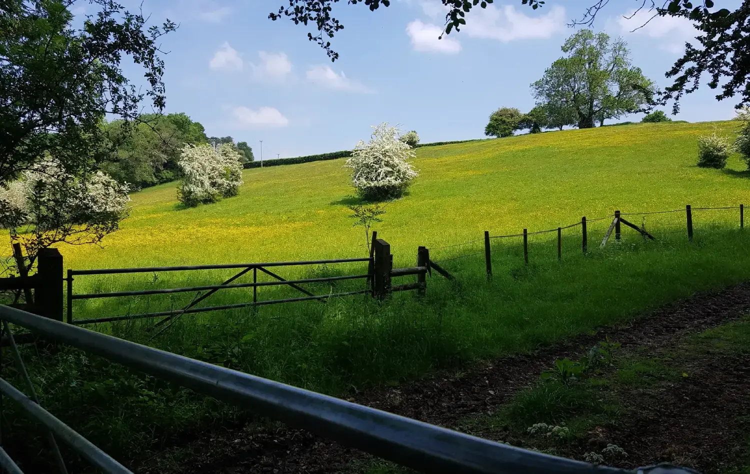 A buttercup meadow near Sonning Common behind a field gate and post-and-wire stock fencing